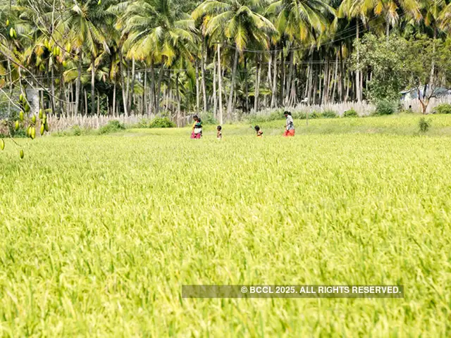 Indian Rice Exporters Raise Concerns After Iran Starts Placing Orders For Basmati From Pakistan The Economic Times The decline in rice import duty aims to prevent a surge in prices;