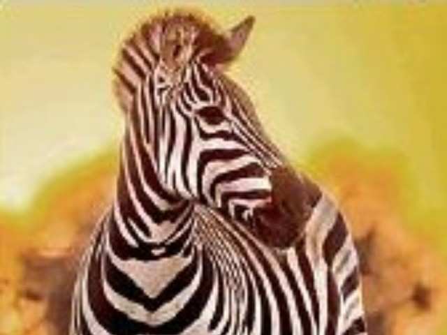 Those Black And White Zebra Stripes They Keep Them Cool The