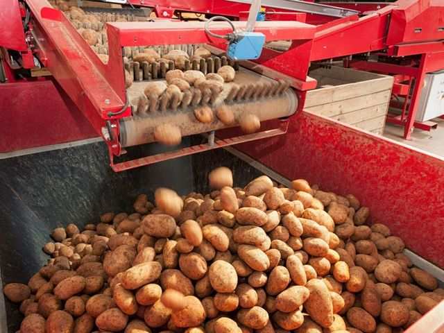 Get Growing with Carter Farms Seed Potatoes - Mississippi Market Co-op