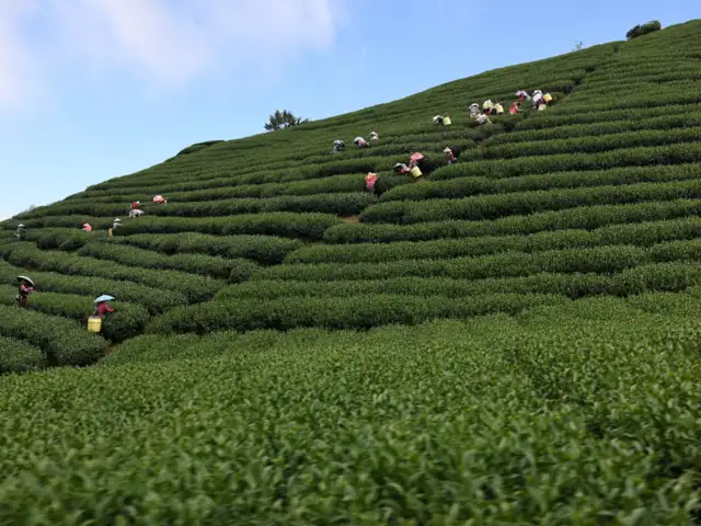 Tea Crops Grown In India