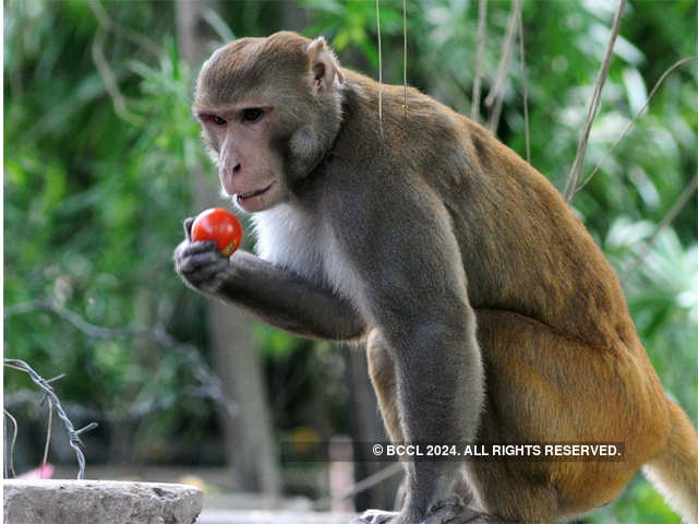Monkey menace in Vrindaban - The Economic Times, monkey 