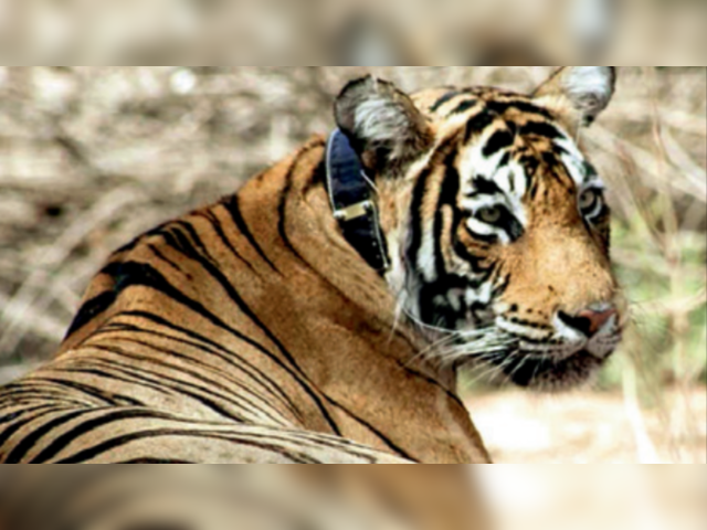 Bengal Tiger Line Company Profile: Valuation, Funding & Investors