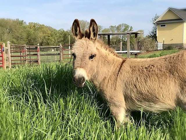 Humour Hee Haw A Sassy Miniature Donkey Mambo Is Being Used To