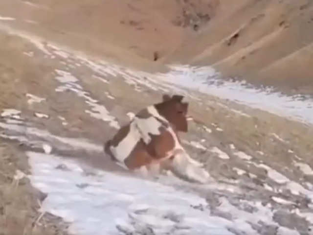 Cow Snow Sliding: Watch: Cow sliding down snowy hill amuses internet - The  Economic Times