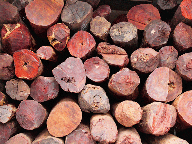 Andhra Pradesh: Chittoor police seizes red sandalwood logs worth Rs 3  crore, seven smugglers held - India Today