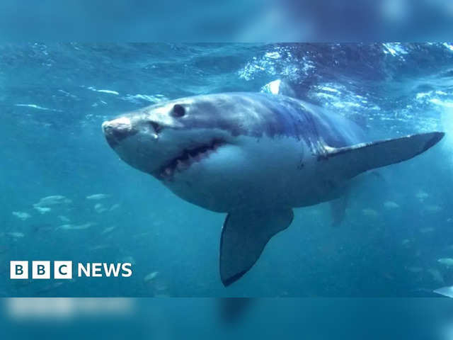 New Caledonia shark attack update: 'Beloved' father identified as
