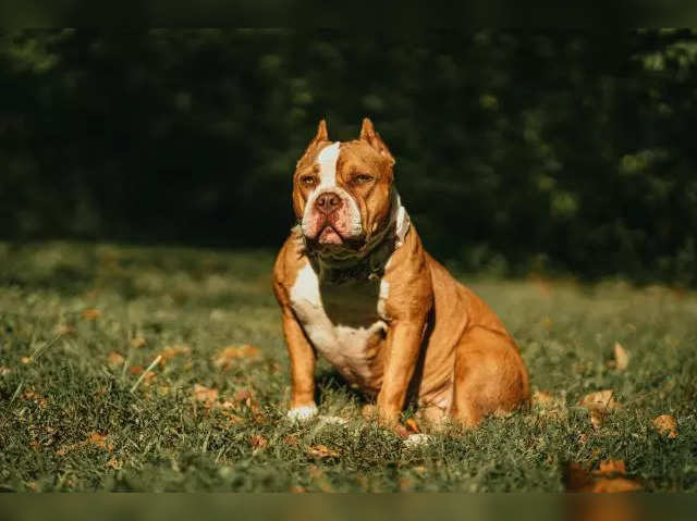 american bulldog ban: American XL Bully dog breed banned in UK and