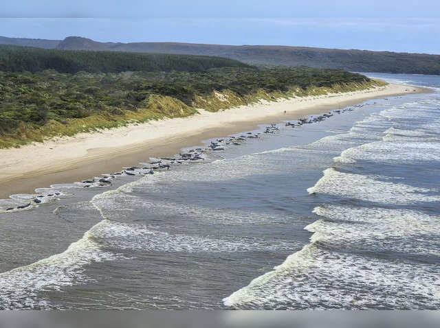 PHOTOS: Super Pod of 200 Pilot Whales Die in Mass Stranding in Australia