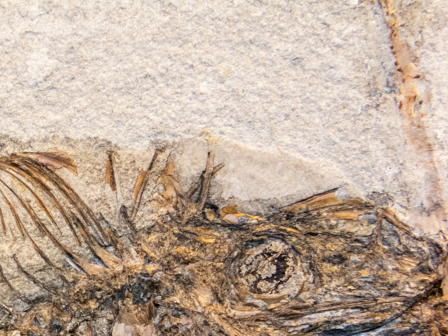 Discovery of 380 million year old heart, provides insight on evolution