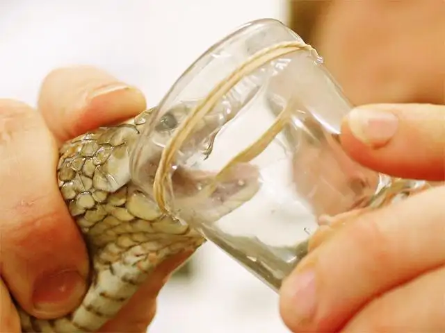 Illegal, China-bound snake venom consignment seized near Siliguri - The  Economic Times