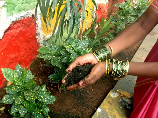 urea for plants