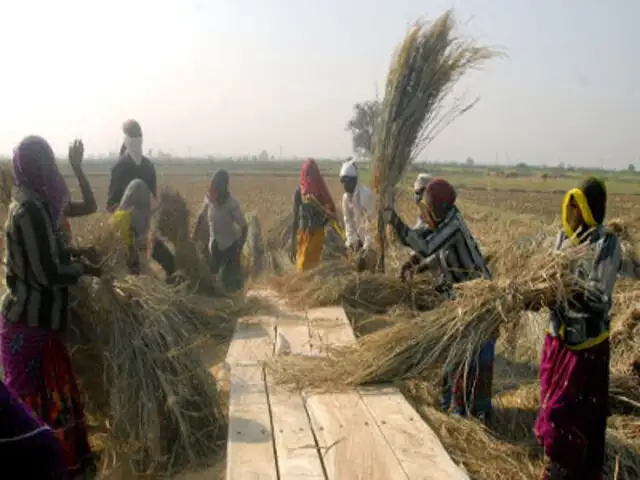 Odisha Government To Set Up 6 000 Threshing Floors The Economic