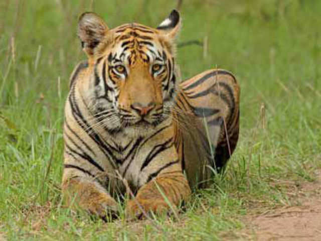 The Tipeshwar control is moving from Pench to Melghat | Nagpur updates