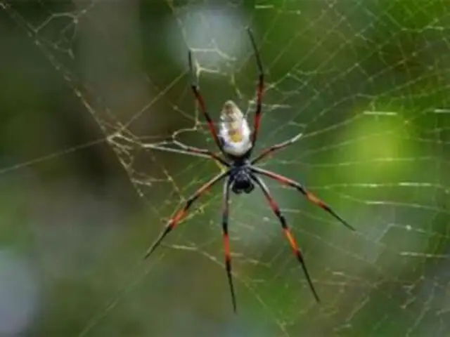 Bob Marley New Spider Species Named After Bob Marley The