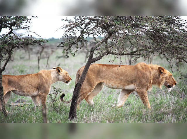Endangered Species Update: Lions Among 23,000 Species At Risk Of  Extinction, New Report Says | IBTimes