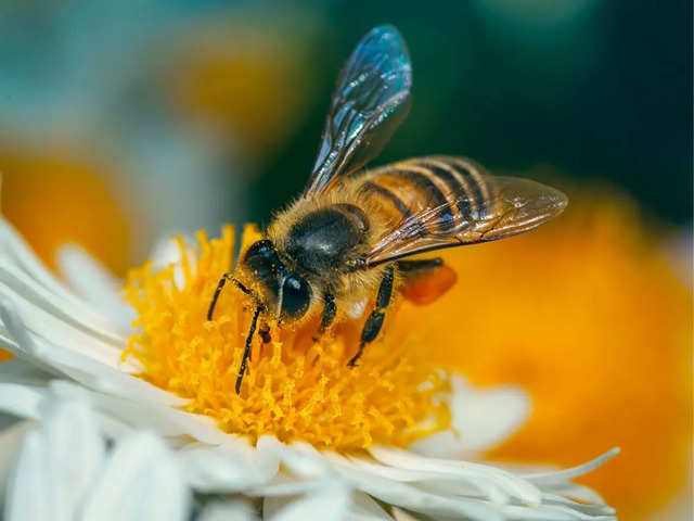 Honey bees may help to explain how humans make decisions