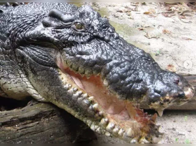 Meet Cassius, the largest living crocodile in captivity in the