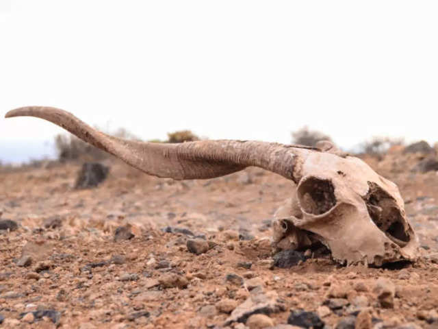 Tiny, Digitally-Captured, Metal Animal Skulls – Fire & Bone