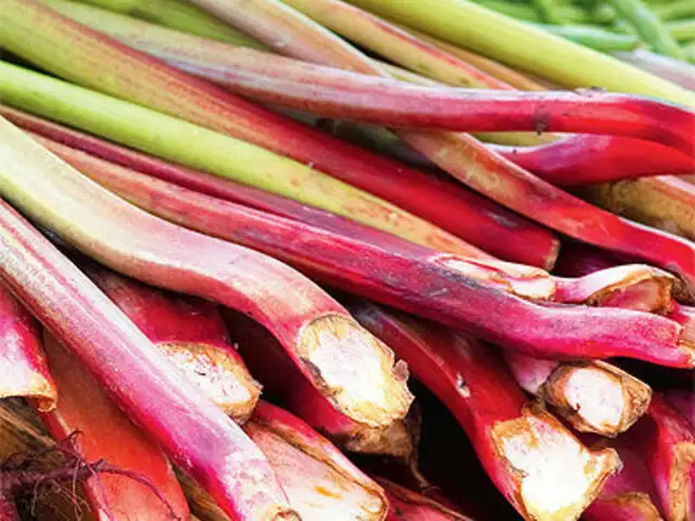 Rhubarb How Its Effervescent Sourness Goes Well With Indian Recipes The Economic Times