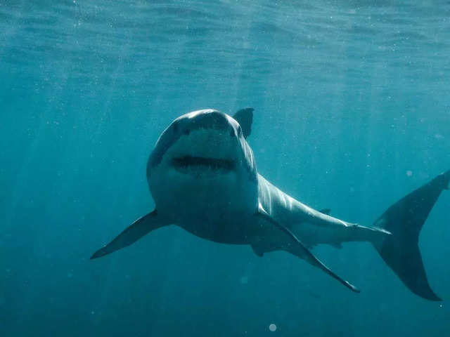 Shark Week Lineup 2024  : Thrilling New Shark Encounters