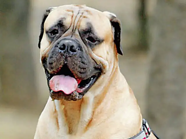 Films Shot Abroad Will Need No Animal Cruelty Tag The Economic Times The mehra family also includes their pet dog pluto mehra (voiced by aamir khan). films shot abroad will need no animal