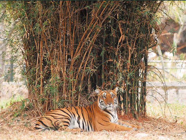 Indian parks & zoos among Asia's best - TripAdvisor - The Economic Times