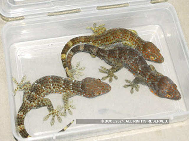 Tokay Gecko Size Chart