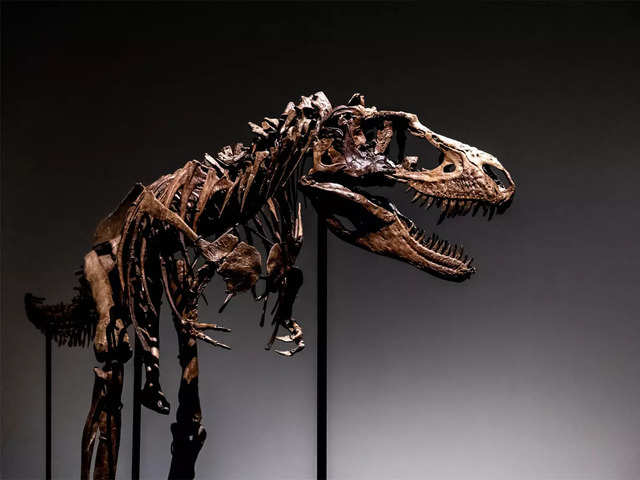 ​Skeleton of Gorgosaurus