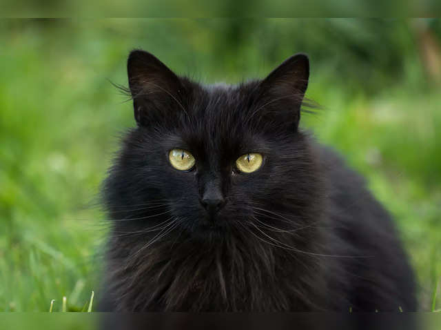 National Black Cat Day 2022: National Black Cat Day: See Why Us Celebrates  This Occasion - The Economic Times
