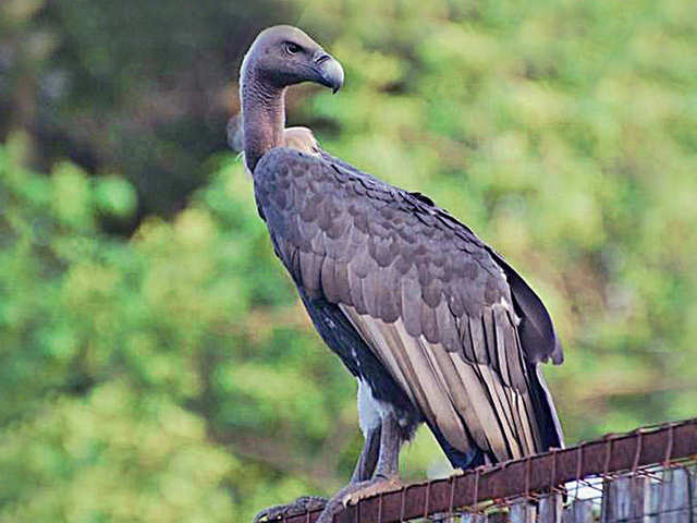 Vulture Culture Rescuing The Big Bird The Economic Times