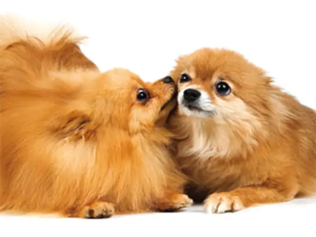 Pet Care Market Booming In India May Reach Rs 800 Crore By 2015 Euromonitor Report The Economic Times ‎لطلب شراء او بيع اى انواع الكلاب تليفونات الصفحة من داخل مصر contact dog market on messenger.