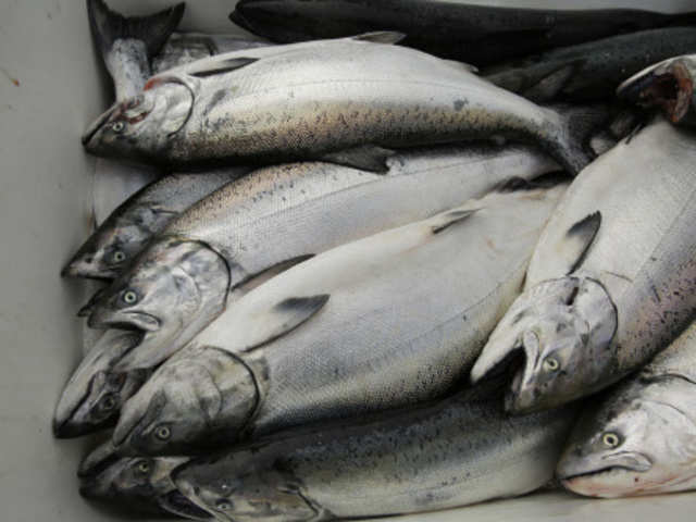 Fish Prices Fish Prices Crash Feed Cos Close As Fish Meal