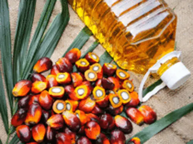 Palm Oil Falls On Weaker Crude Rival Soyoil The Economic Times
