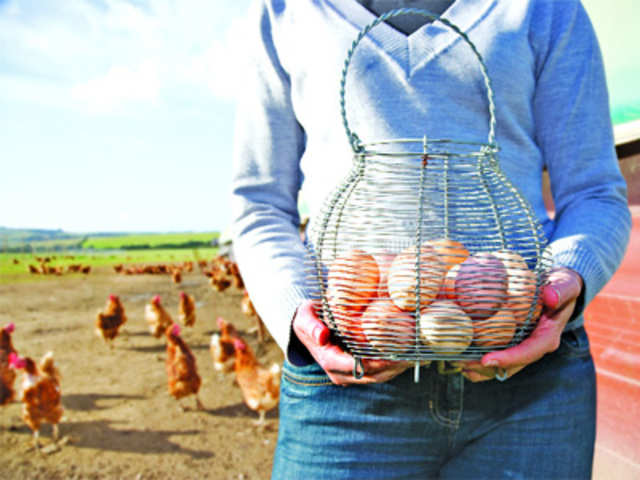 A woman gathering fresh eggs into basket at hen farm in countrys