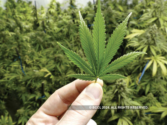 Marijuana Is India Losing Out On A Ready To Boom Cannabis
