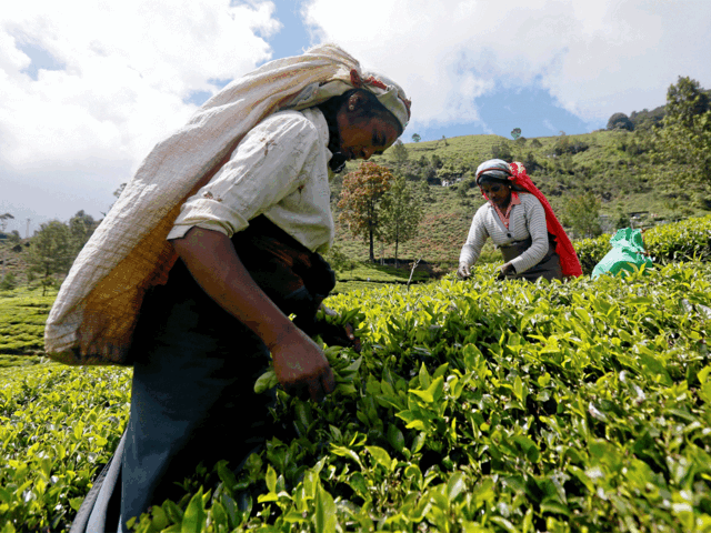 Assam Tea Price Premium Quality Assam Tea Prices Up 15 From A Year Ago The Economic Times