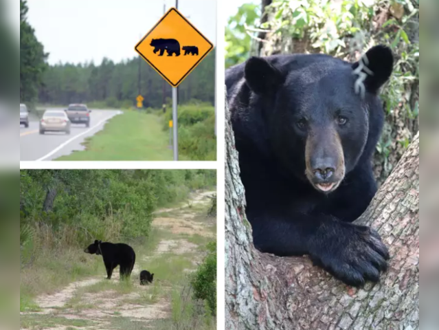 Disney: Black bear spotted at Magic Kingdom