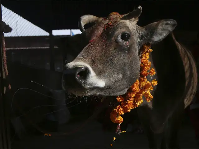 Gau Rakshaks From Russia With Calf Love And Much Moo Gau