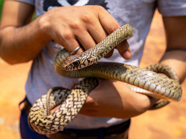 https://img.etimg.com/thumb/width-640,height-480,imgsize-76672,resizemode-75,msid-94197898/news/new-updates/snake-catcher-in-rajasthan-dies-within-minutes-after-being-bitten-by-a-cobra/snakes-rescued-in-delhi-credit-wildlife-sos-.jpg