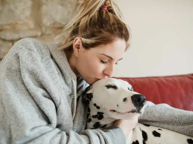 The right way to pet a dog - Times of India