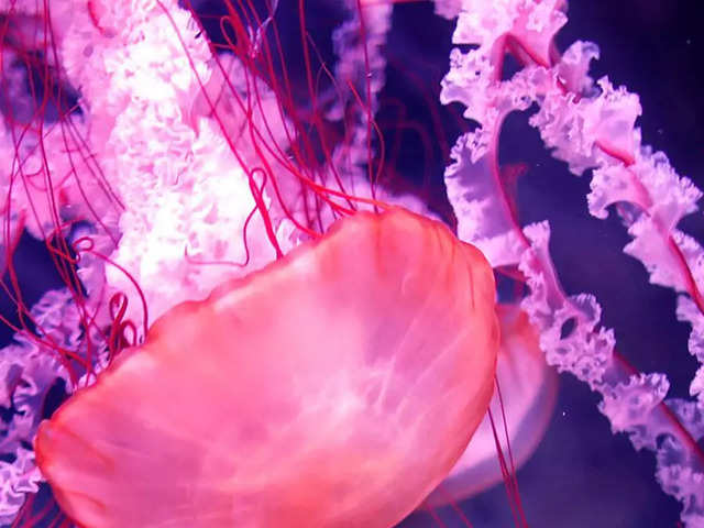 What makes the 'immortal jellyfish' immortal​?