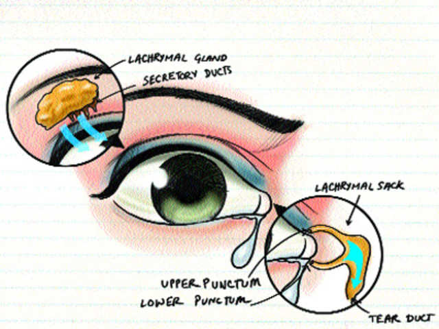 For crying out loud: Dutch scientists grow human tear glands