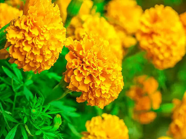 From Marigold To Neem Here S How To Care For Your Hair This