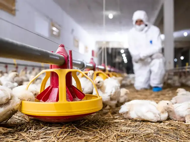 Deadliest Avian Flu Outbreak In Us History Kills Over 52 Million Birds ...
