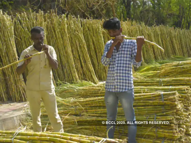 Government Looks To Increase Frp Of Sugarcane By 8 The Economic Times The government also announced an immediate release of ₹65. government looks to increase frp of