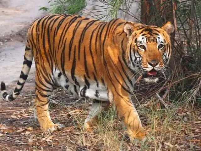 Poaching still remains the biggest threat to Indian tigers - The ...