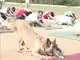 International Yoga Day: Dog performs yoga along with people in Jammu and Kashmir's Udhampur International Yoga Day: Dog performs yoga along with people in Jammu and Kashmir's Udhampur
