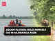 Assam floods: 159 wild animals dead in Kaziranga Park